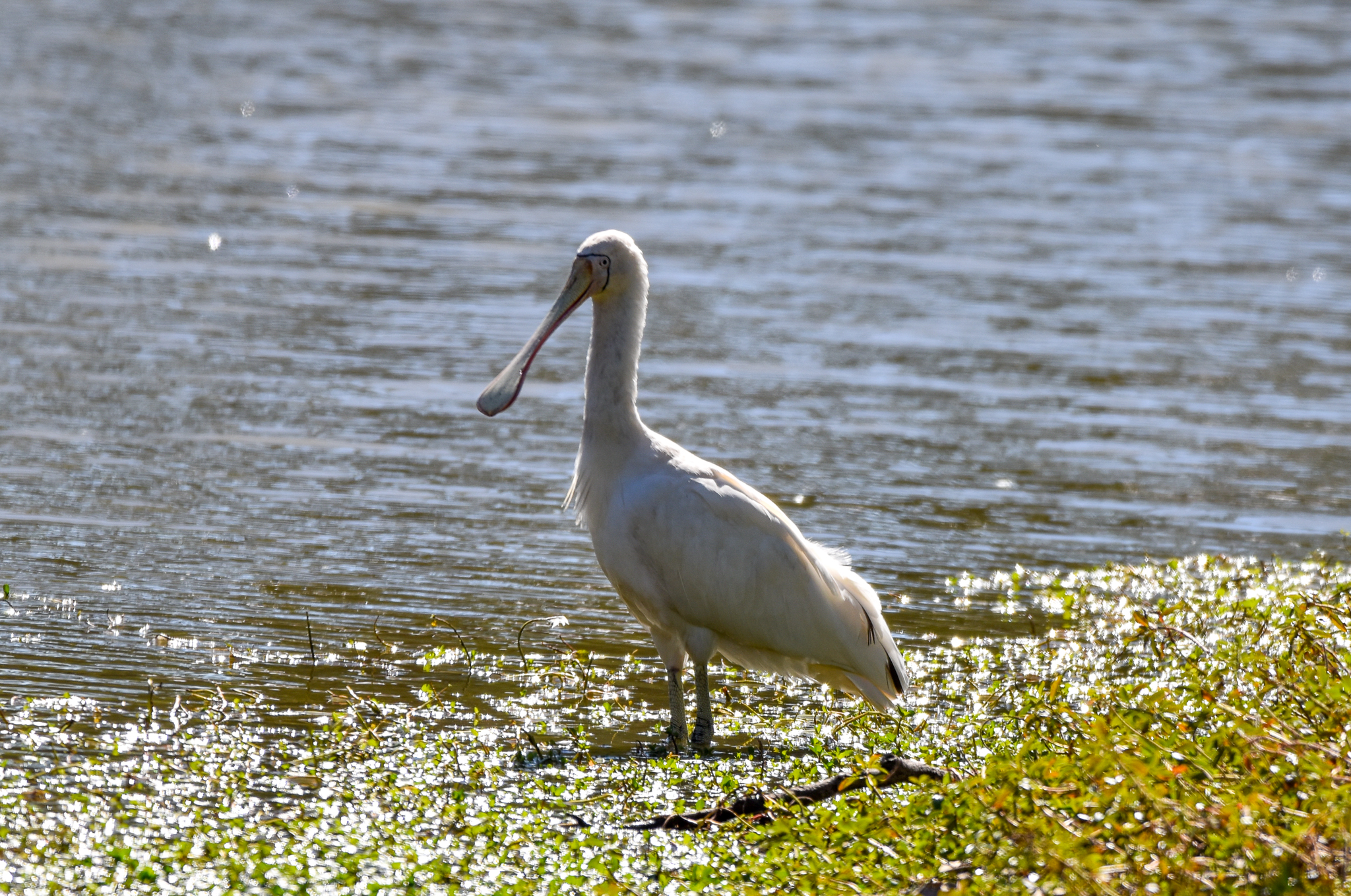 Yellow-billed Spoonbill