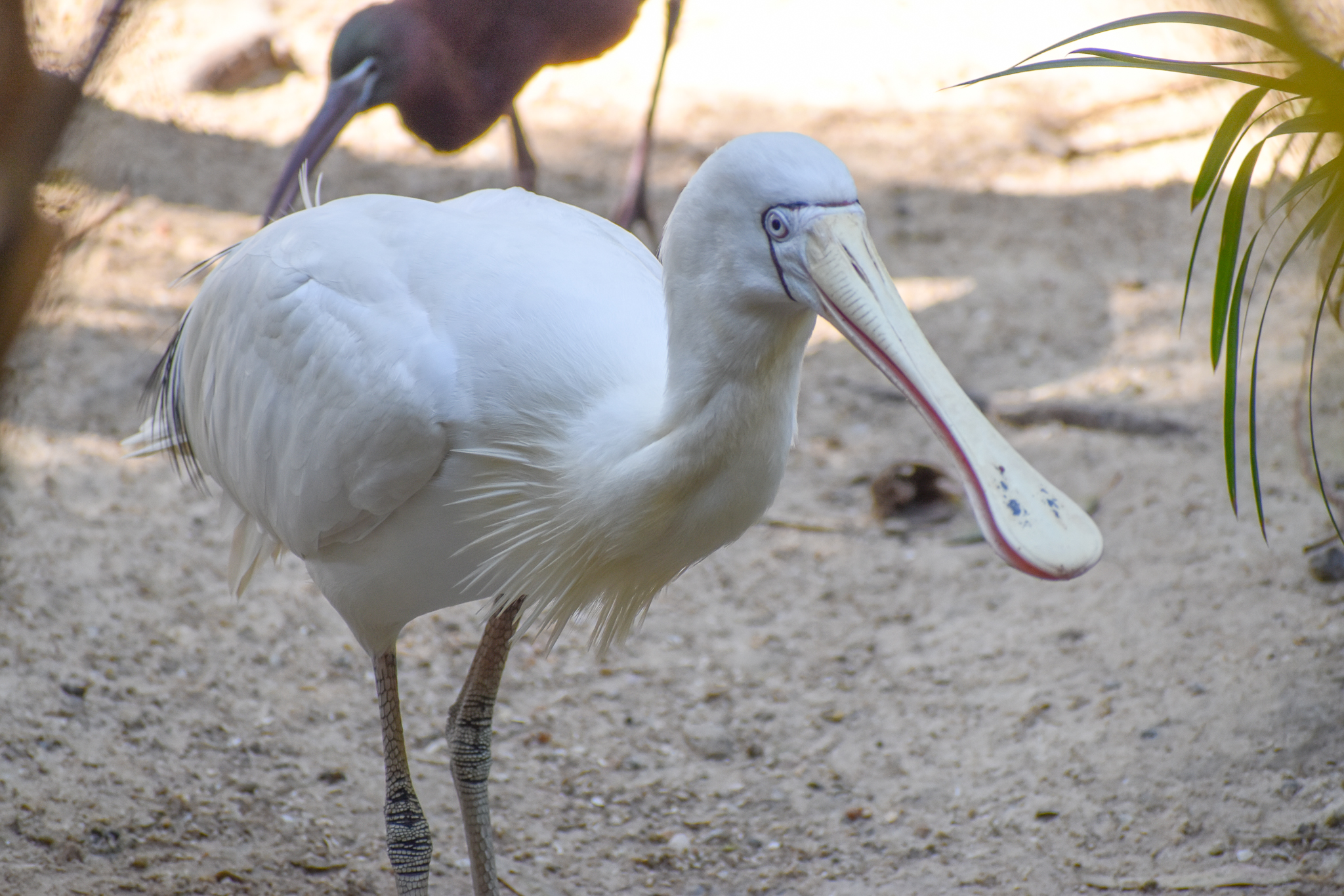 Yellow-billed Spoonbill