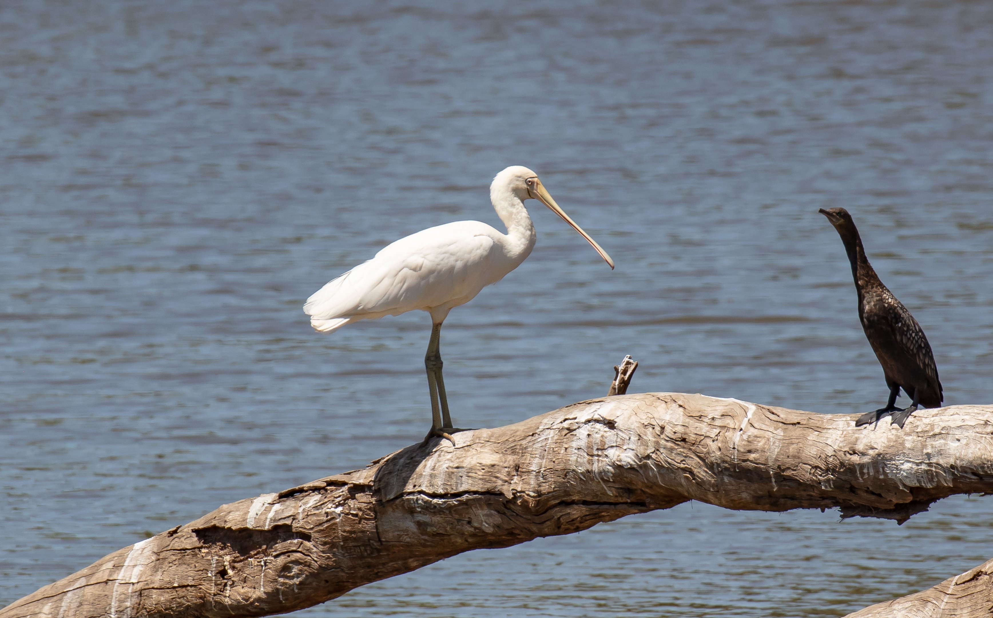 Yellow-billed Spoonbill