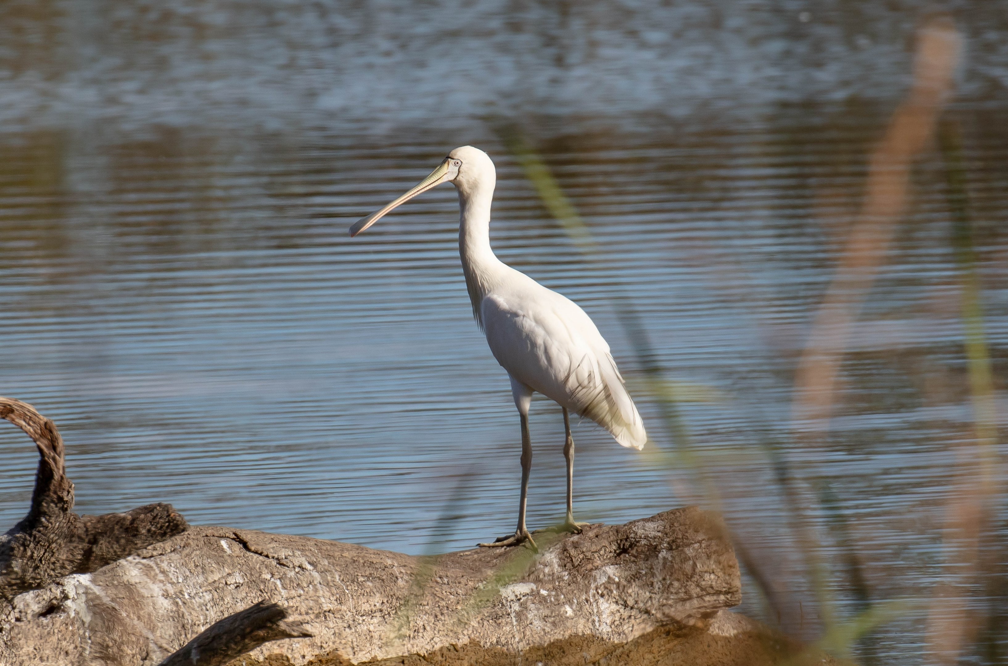 Yellow-billed Spoonbill