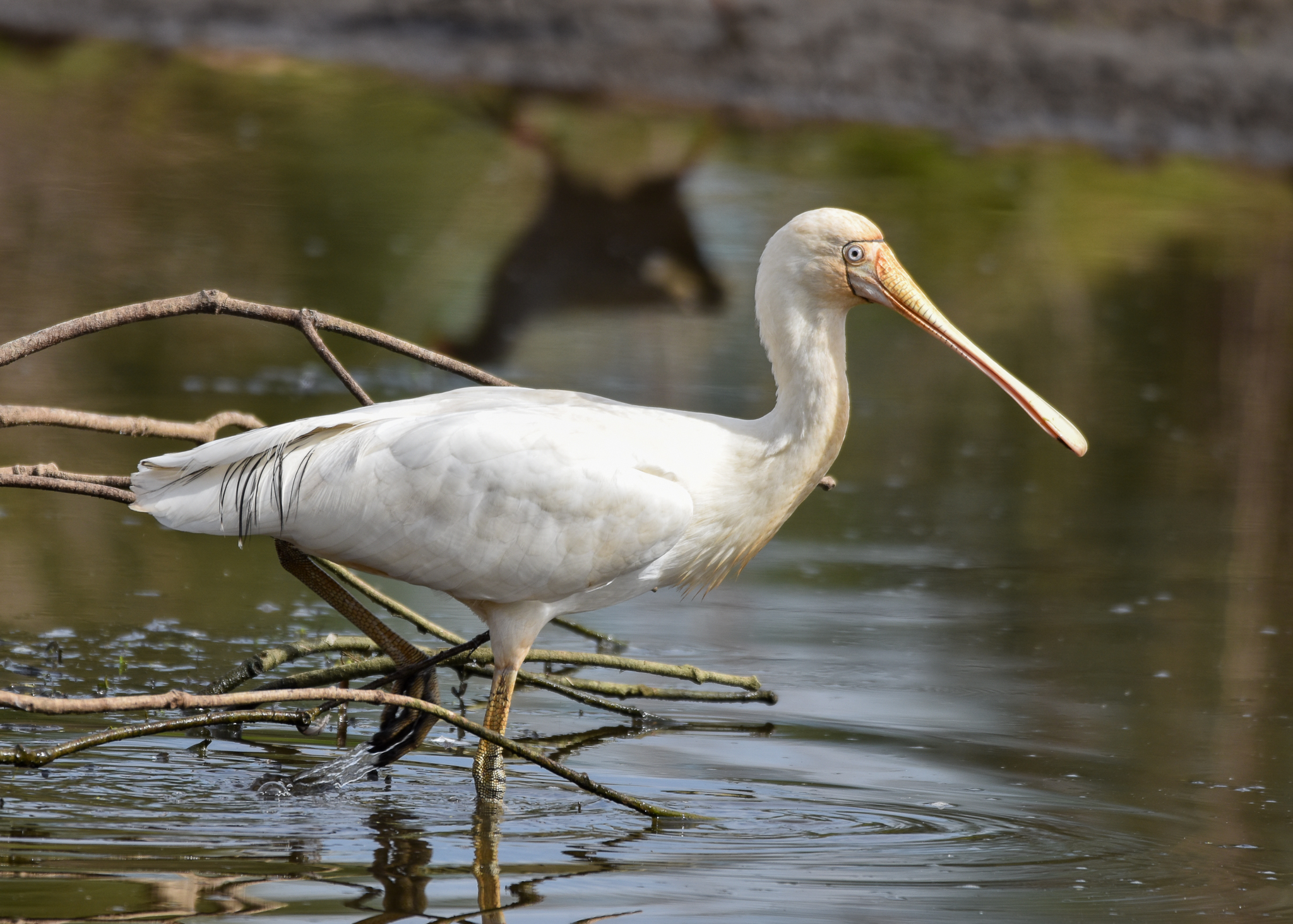 Yellow-billed Spoonbill