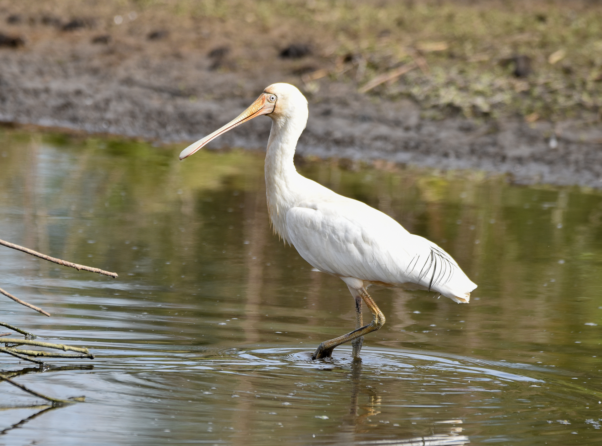 Yellow-billed Spoonbill