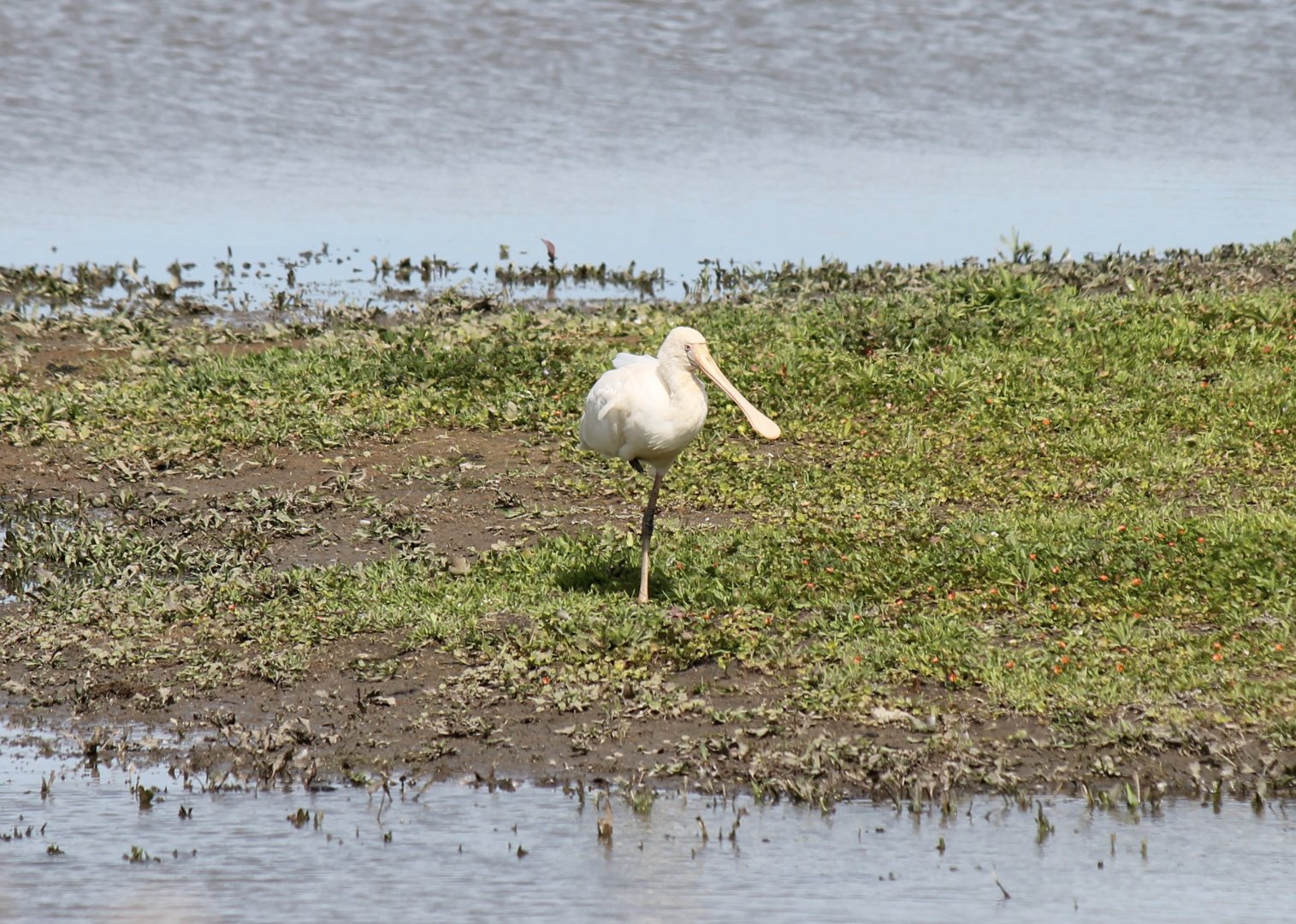 Yellow-billed Spoonbill