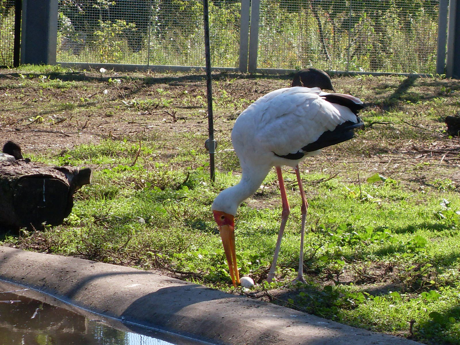 yellow-billed stork 050910