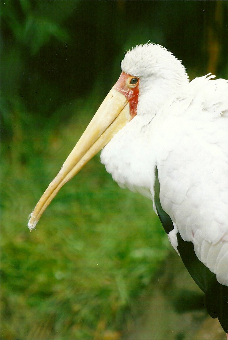 Yellow-billed Stork 12th September 2012