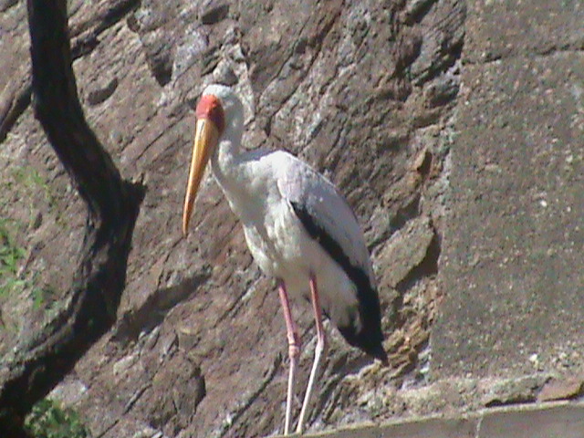 yellow billed stork 140911