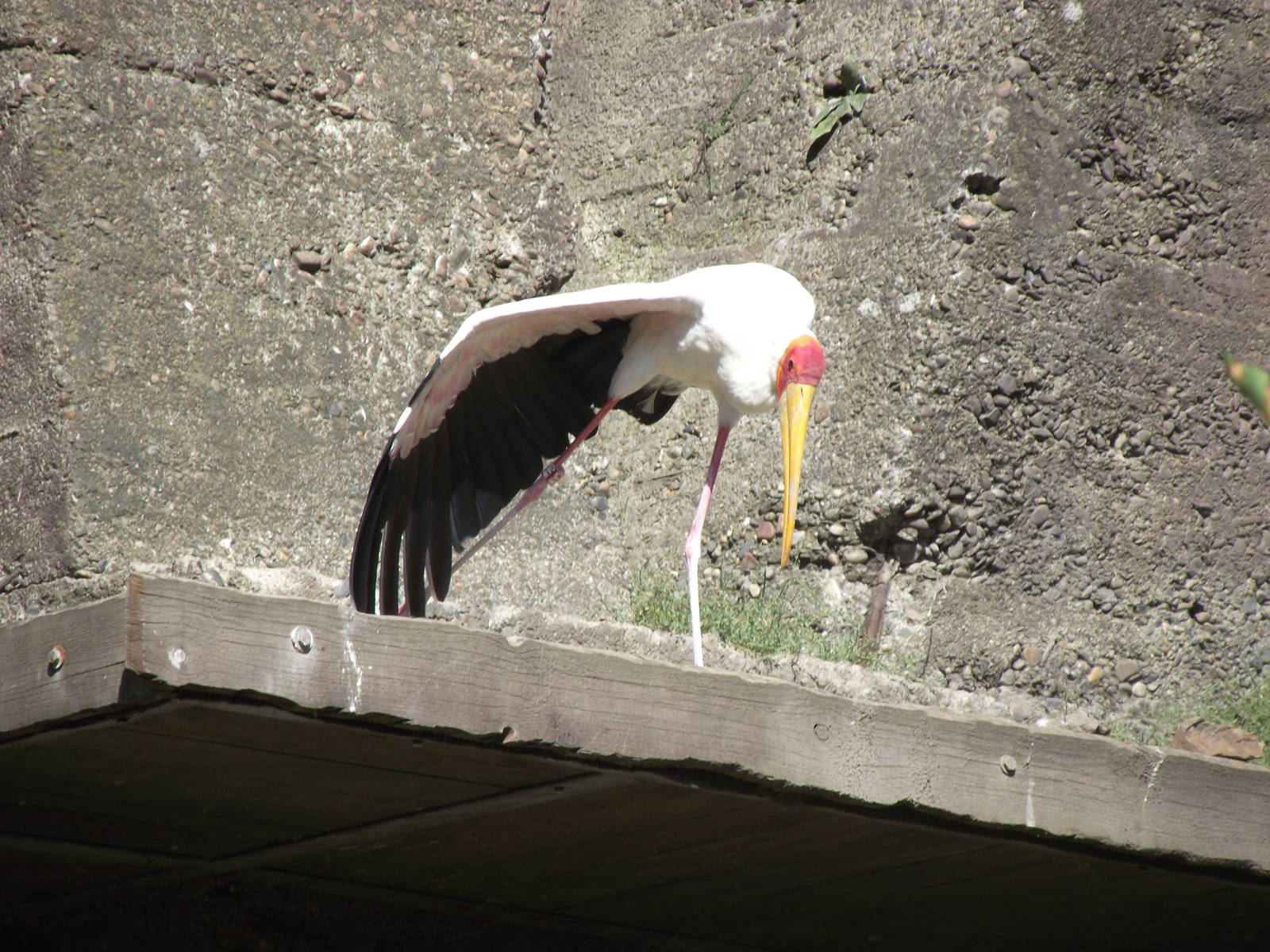 yellow billed stork 140911