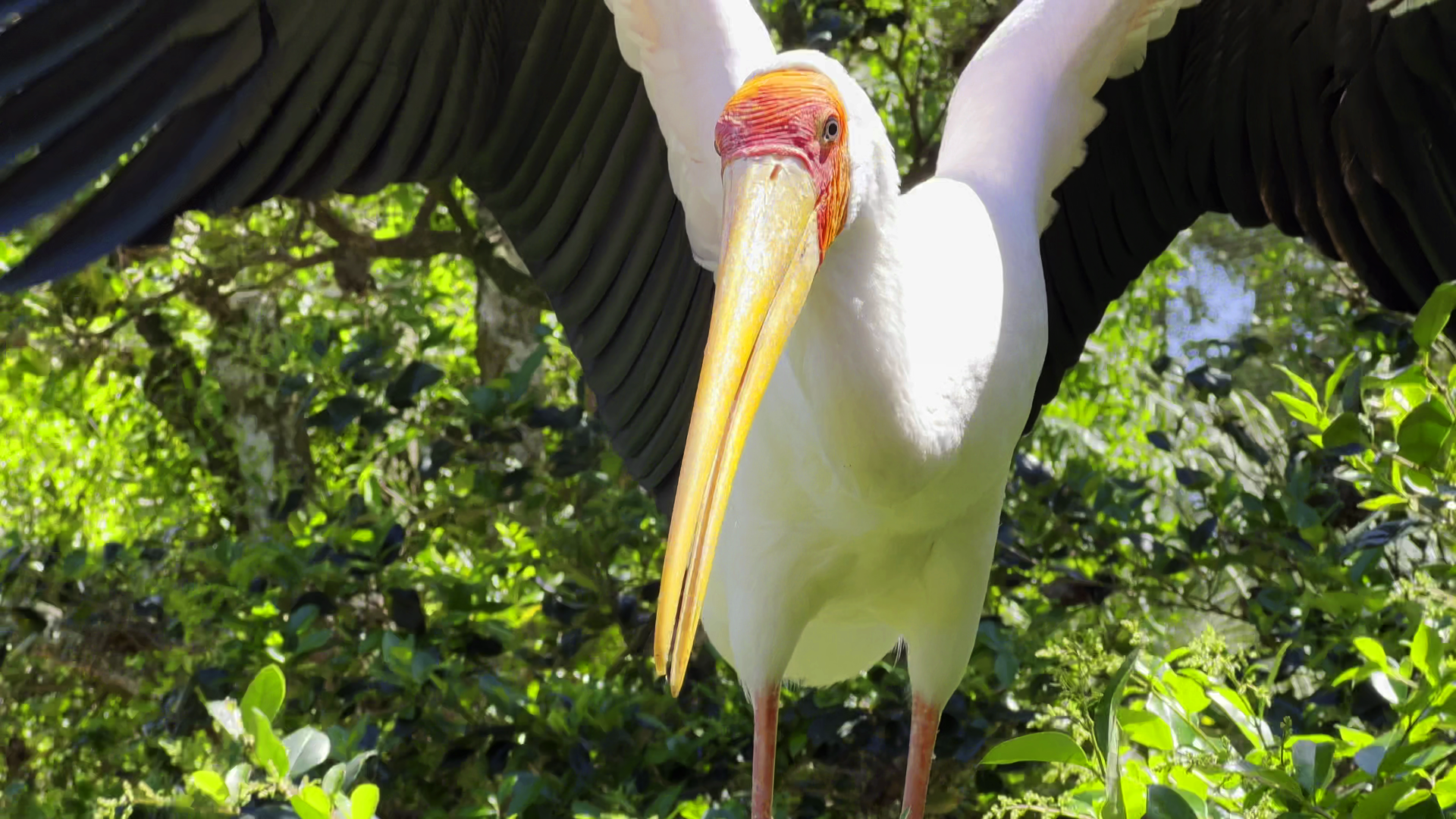 Yellow-Billed Stork 2 Feet Away
