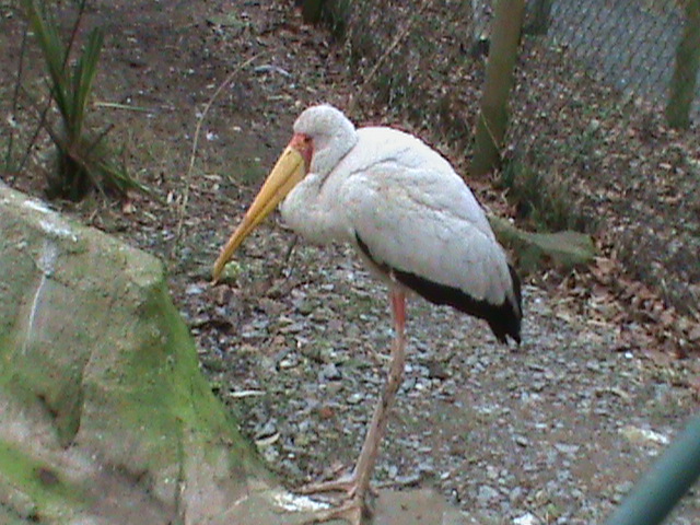 yellow-billed stork 200211