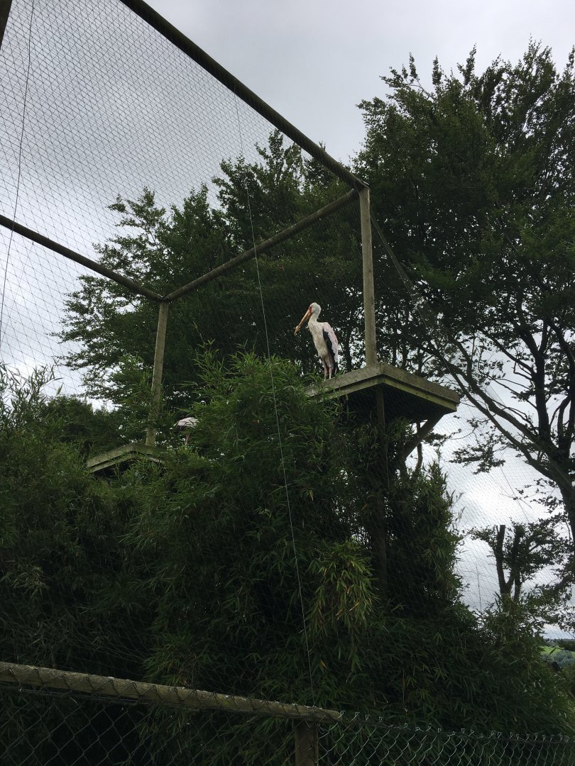 Yellow-billed stork 250617