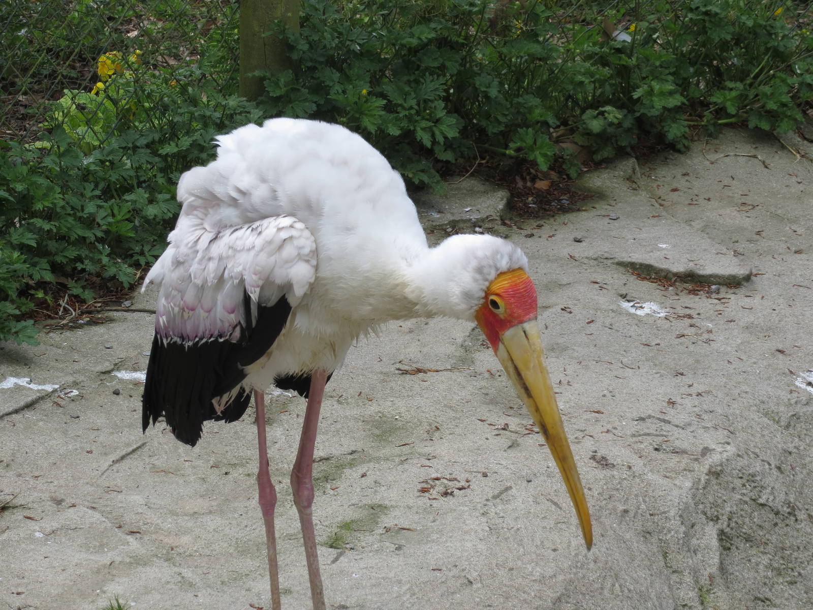 Yellow-billed Stork 300513