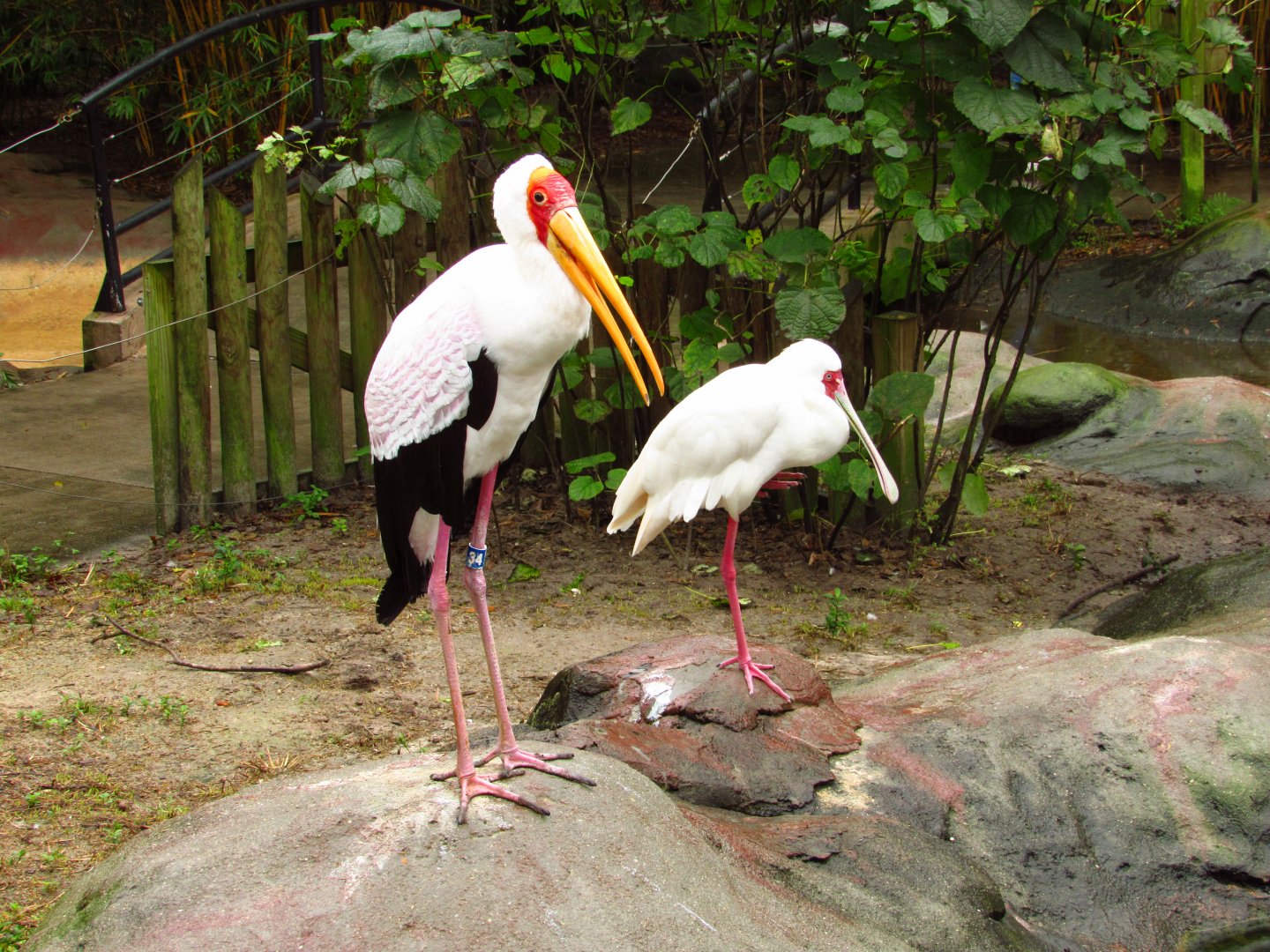 Yellow-Billed Stork #34 & African Spoonbill