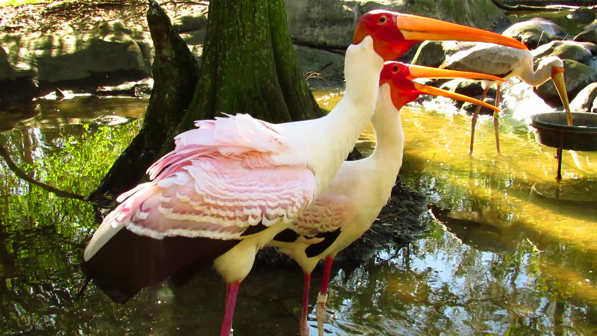 Yellow-Billed Stork #34 Displaying