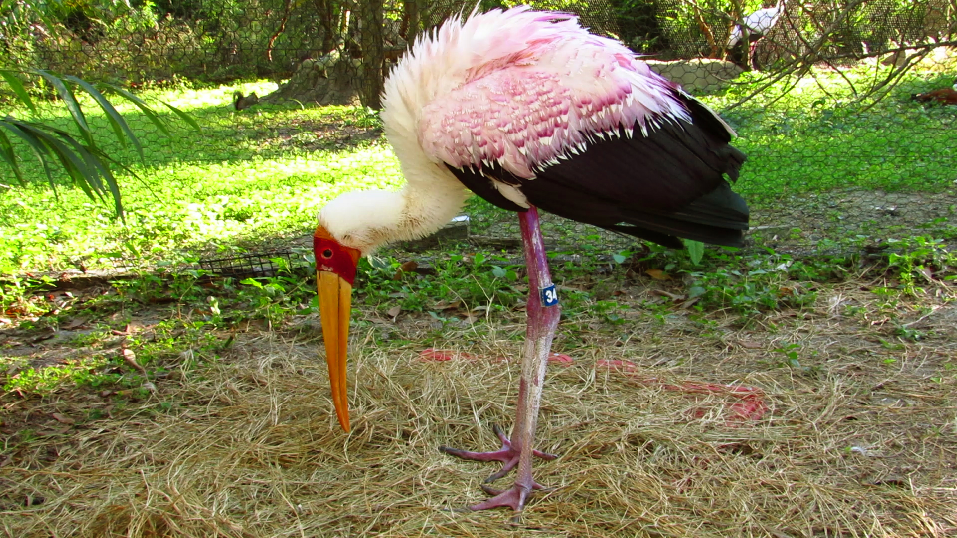 Yellow-Billed Stork #34 Drying Off