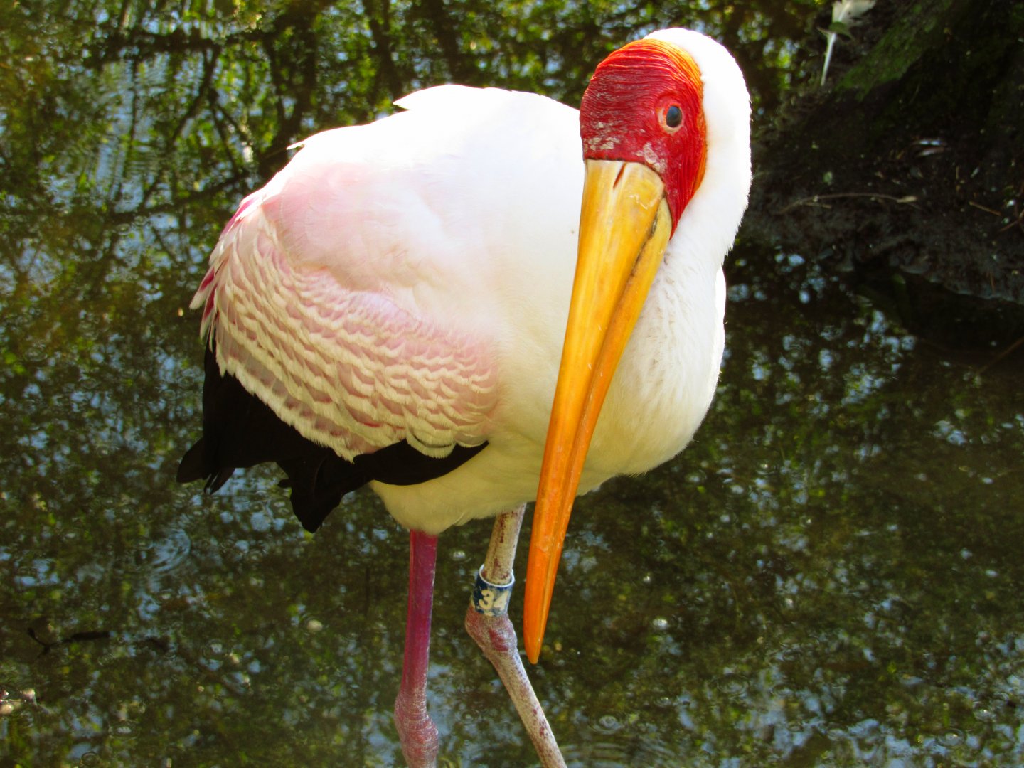 Yellow-Billed Stork #34 Portrait