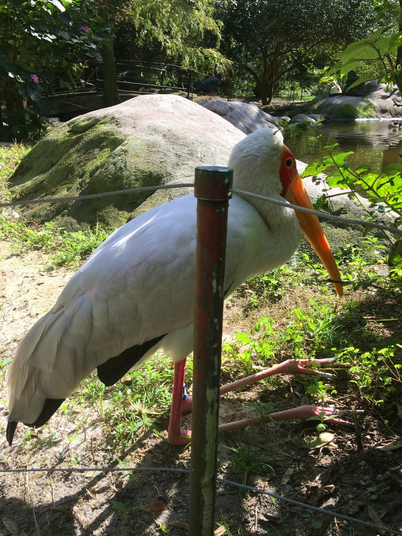 Yellow-Billed Stork #34