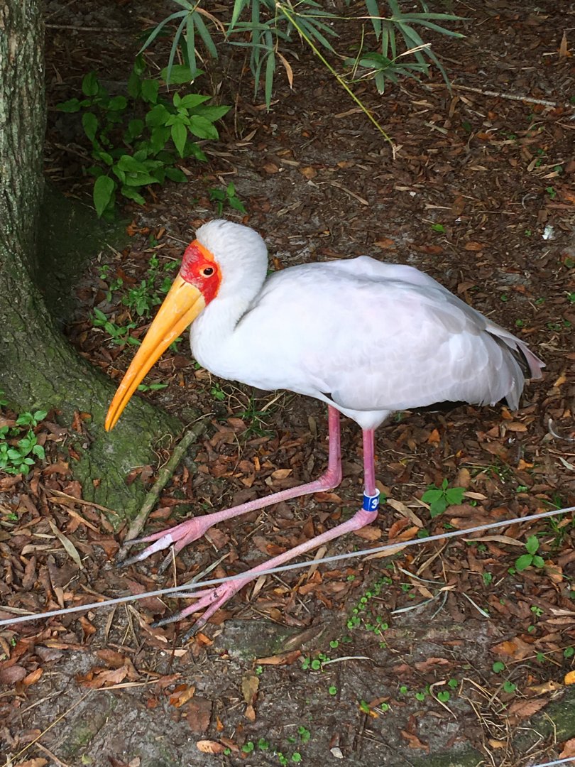 Yellow-Billed Stork #34