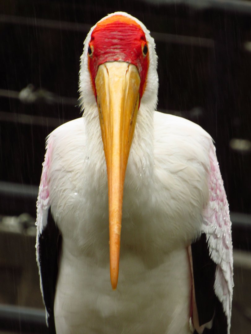 Yellow-Billed Stork #34