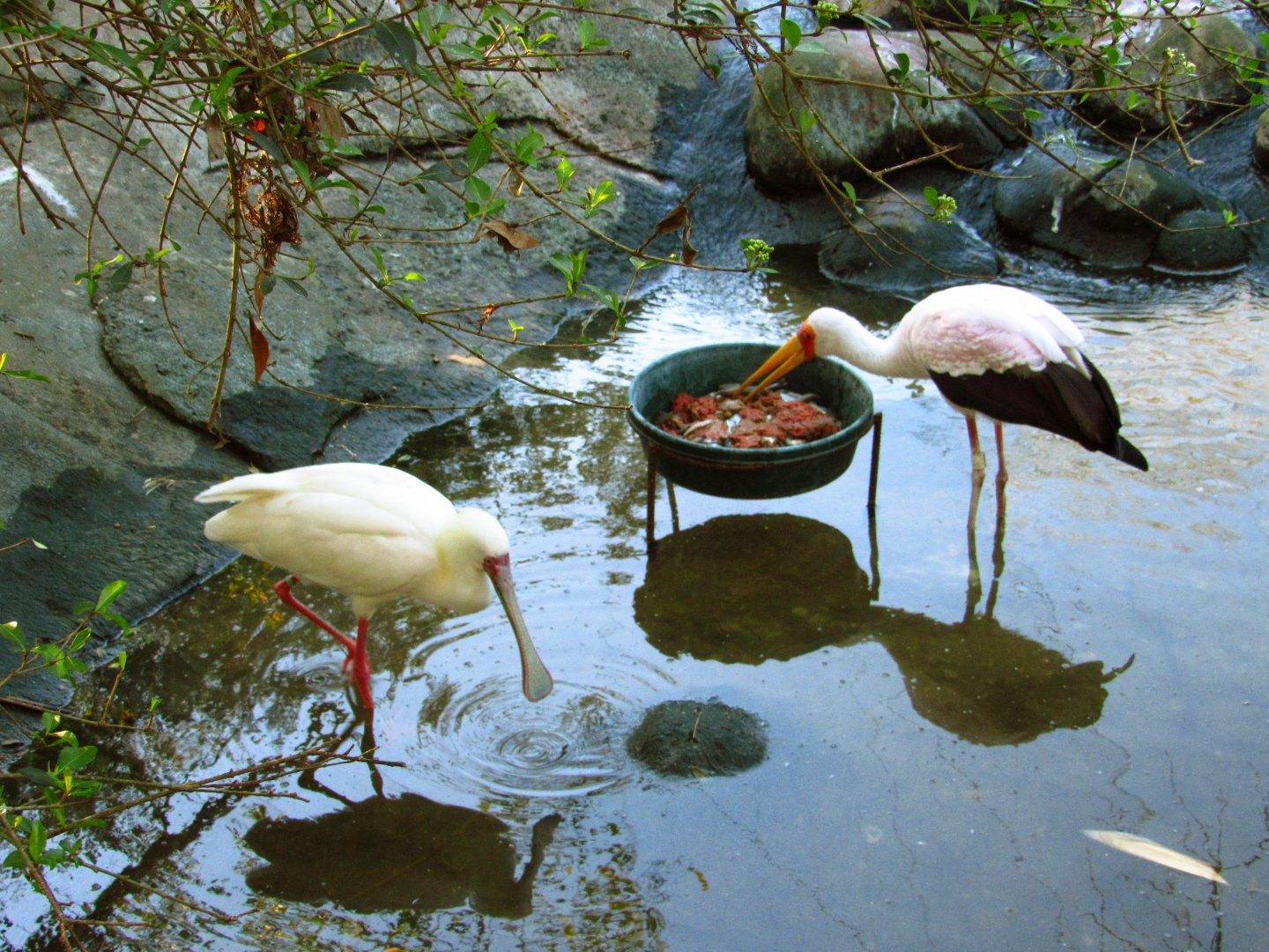 Yellow-Billed Stork & African Spoonbill