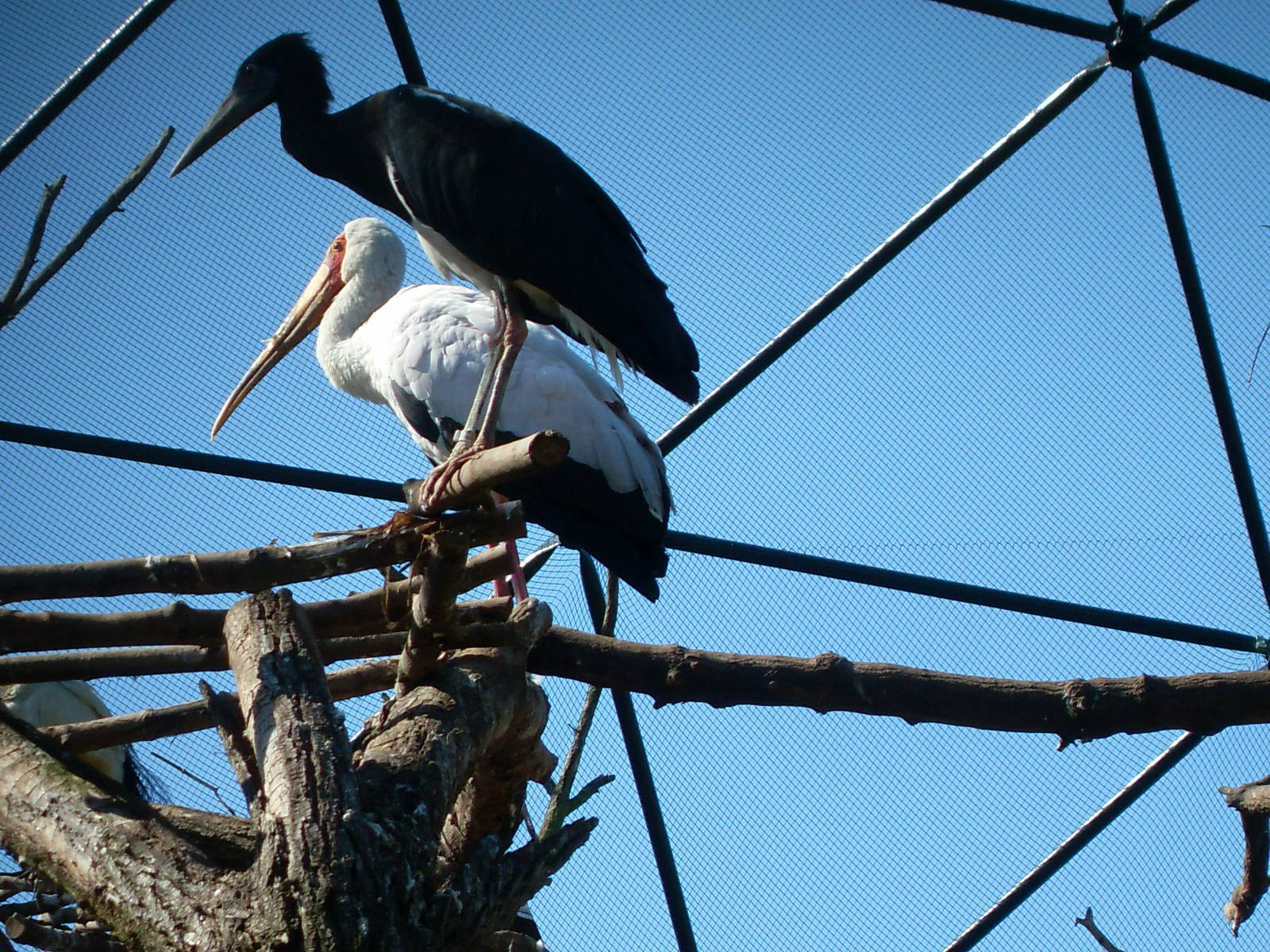 yellow-billed stork and abdims stork 050910