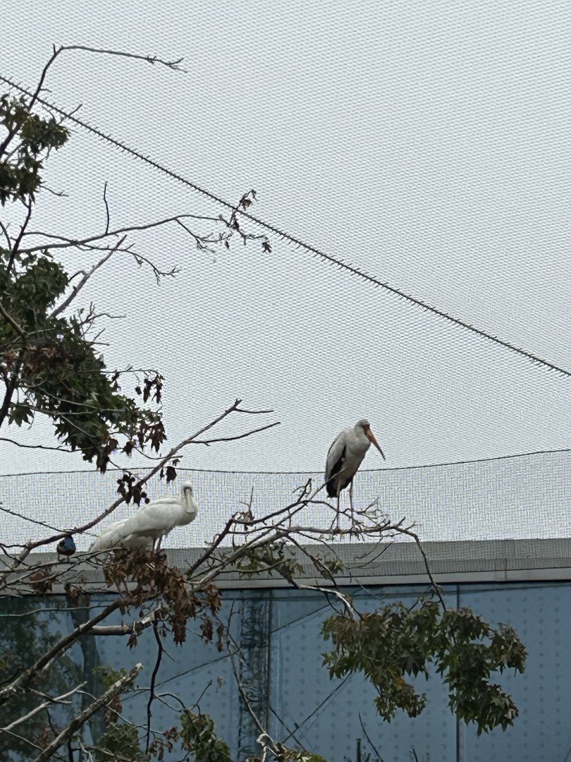 Yellow-billed stork and African spoonbill