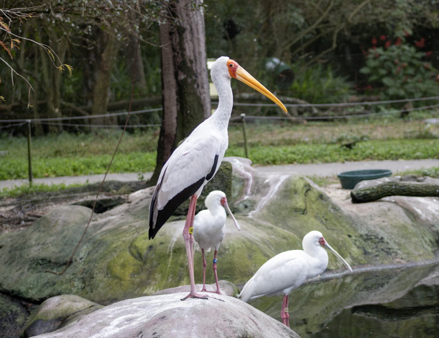 Yellow-billed Stork and African Spoonbills