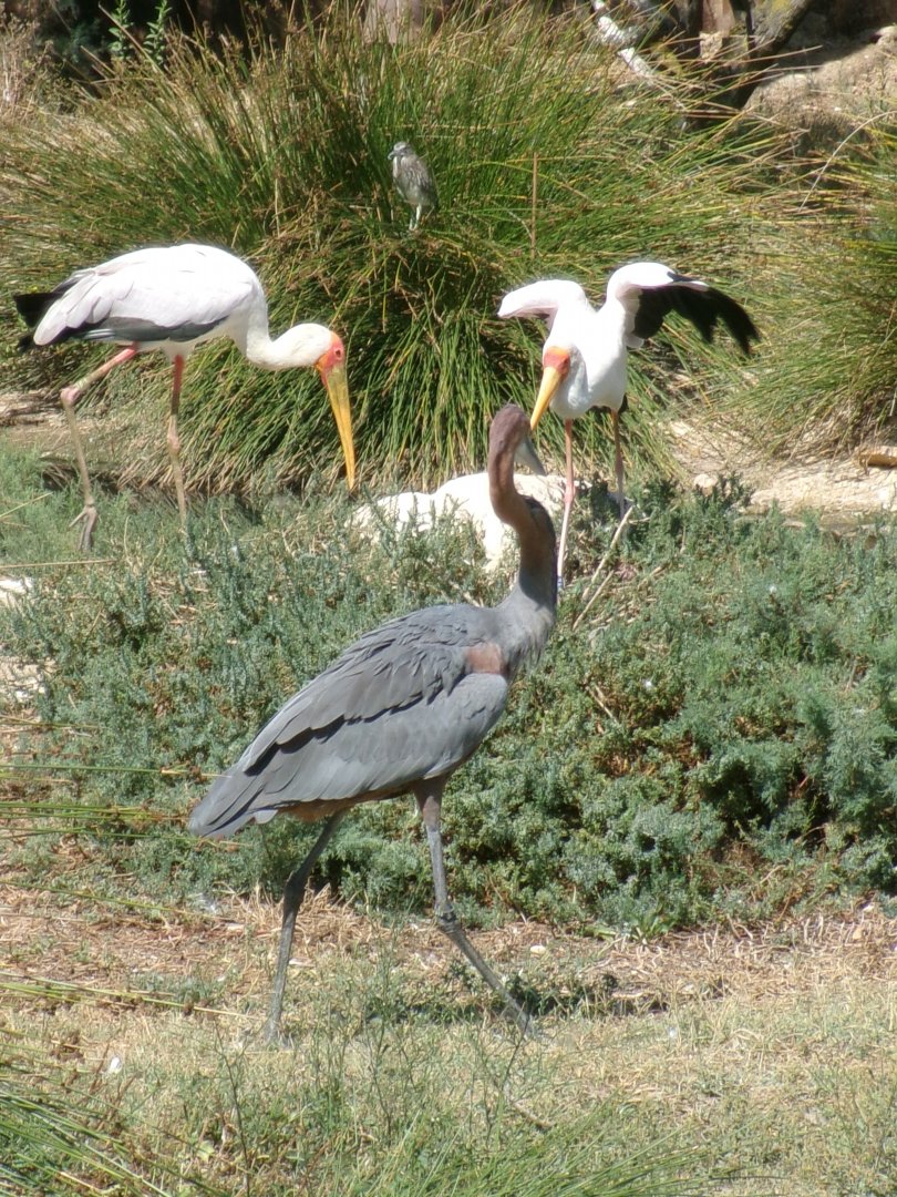 Yellow-billed stork and Goliath heron