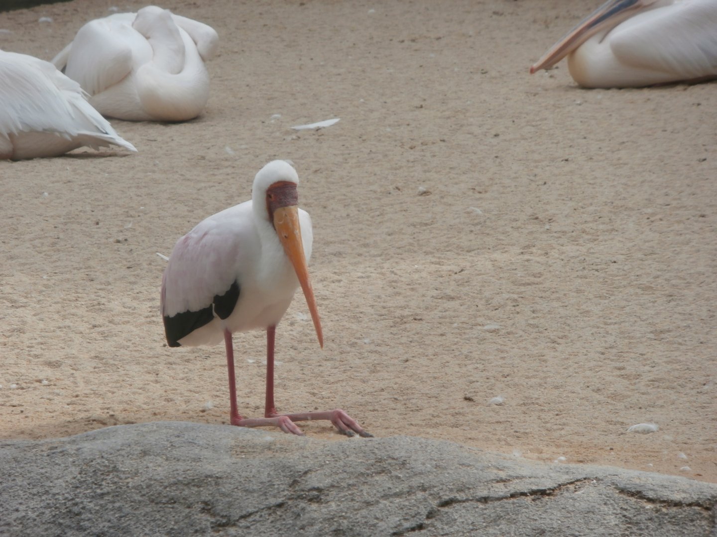 Yellow-billed stork and Great white pelican -Bioparc Valencia (Summer 2017)