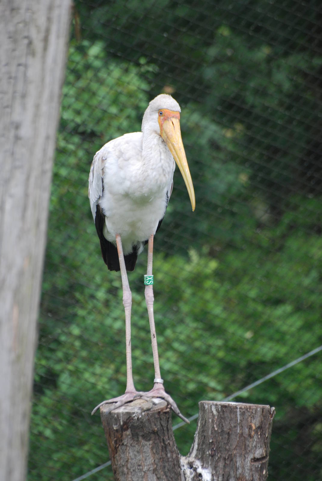 Yellow-billed Stork at Beekse Bergen, 31/05/12