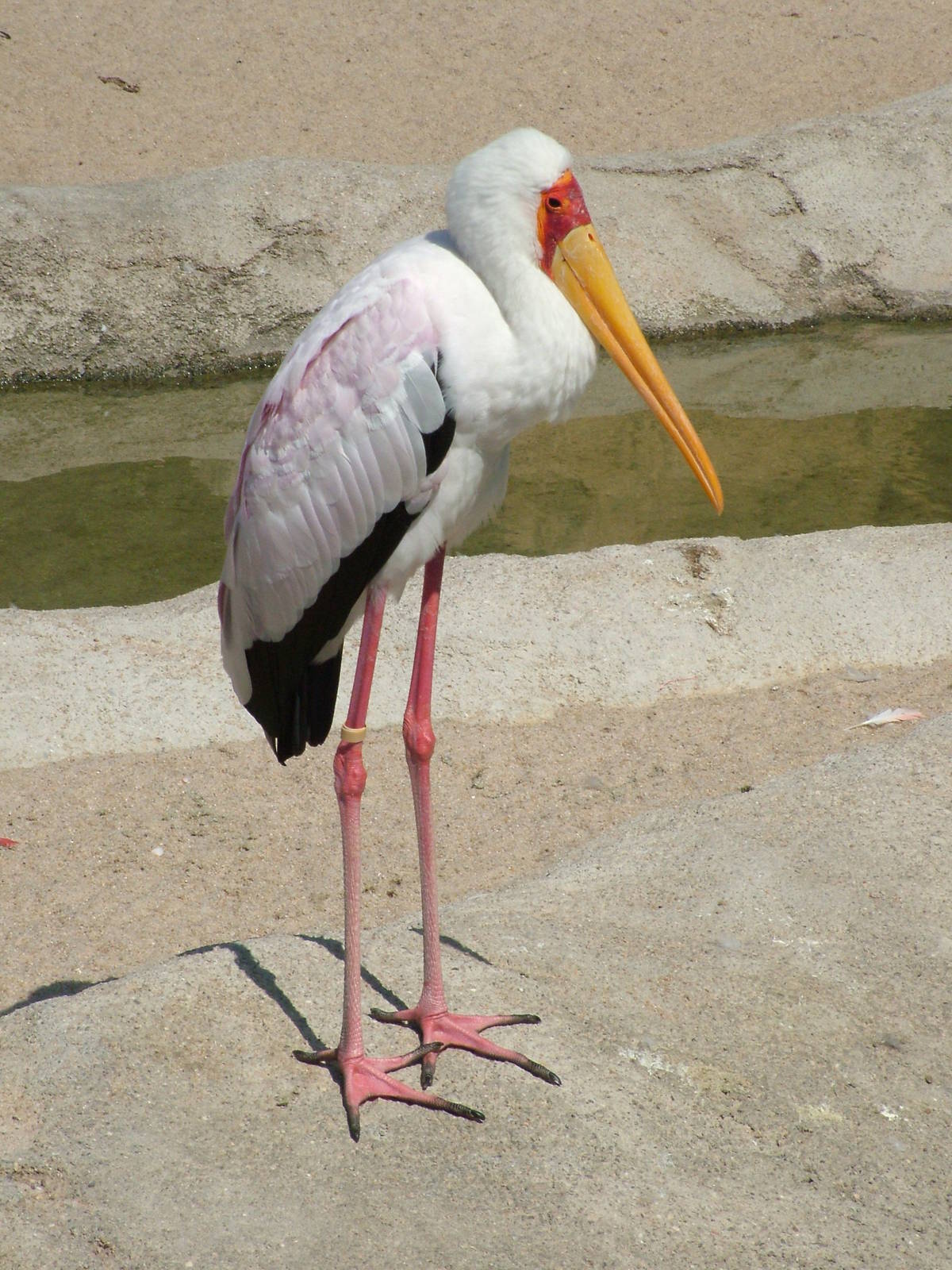 Yellow-billed Stork at Bioparc Valencia, 28/05/11