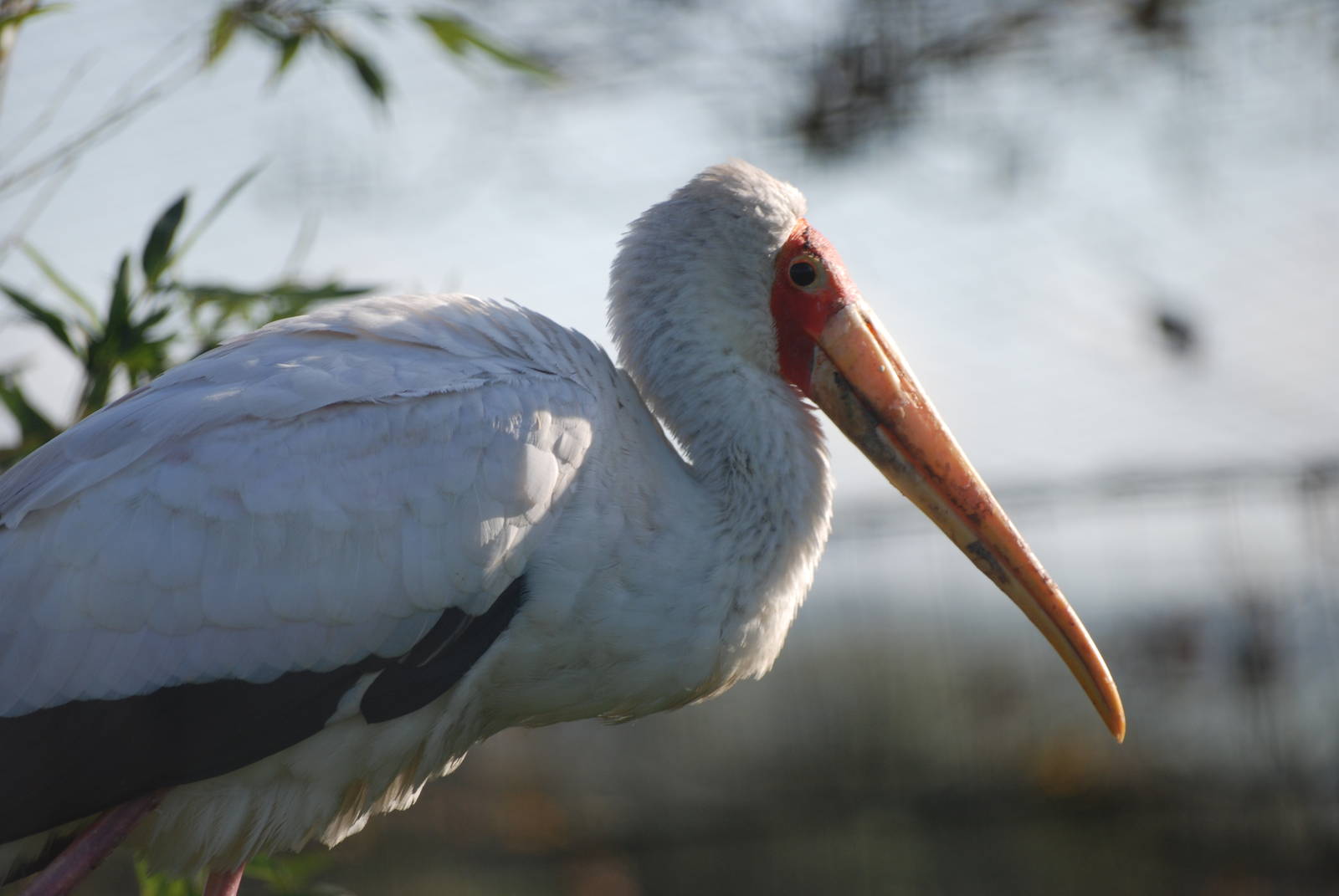 Yellow-billed Stork at Blackbrook, 28/10/11