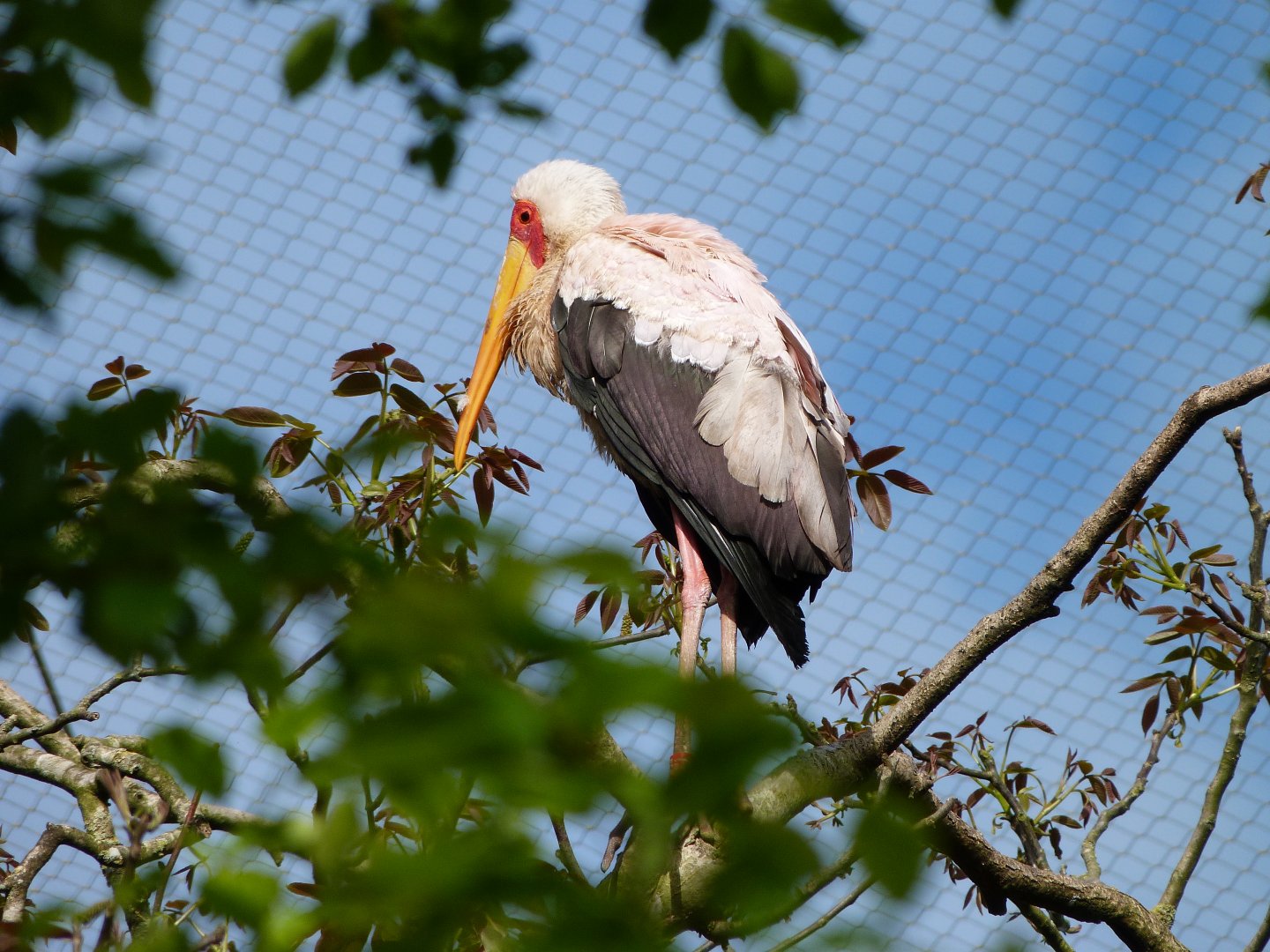 Yellow-billed stork -Bioparc de Doué la Fontaine (2025)
