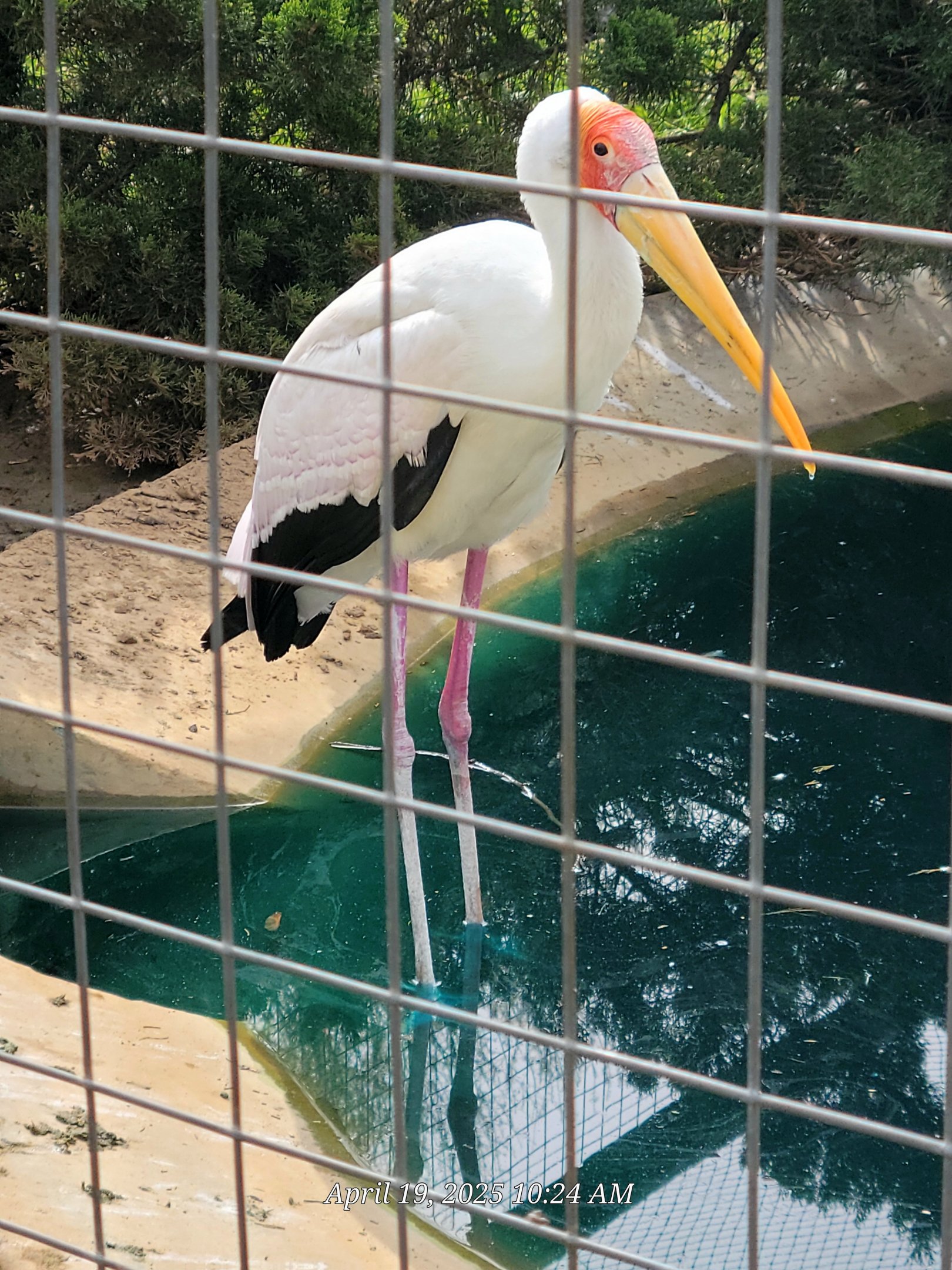 Yellow-Billed Stork-Bright's Zoo