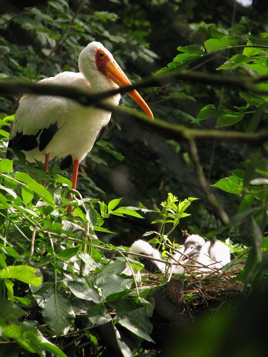Yellow-billed stork chicks