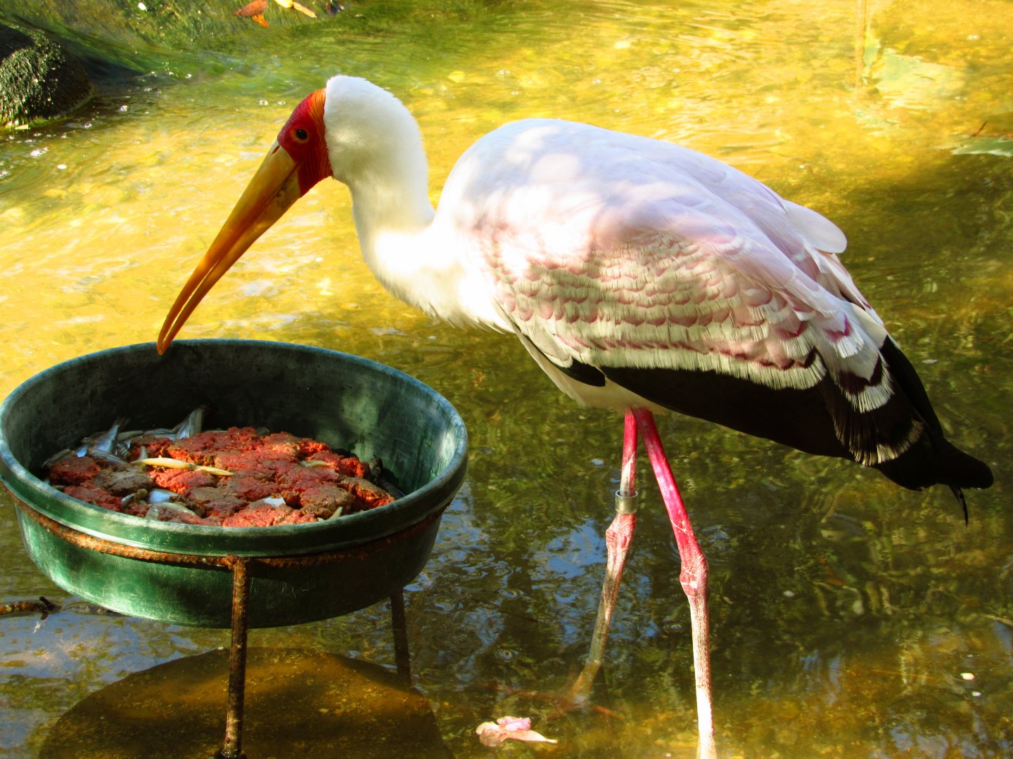 Yellow-Billed Stork Dinner Time