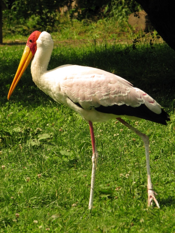 Yellow-billed stork @ Dvur Kralove