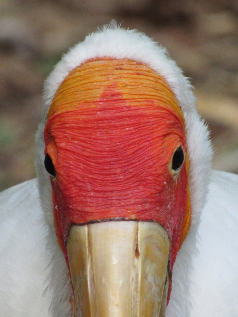 Yellow Billed Stork Face