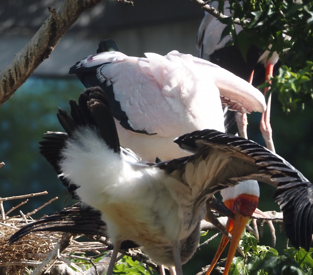 Yellow-billed stork feeding chick (Mycteria ibis), 2025-07-21