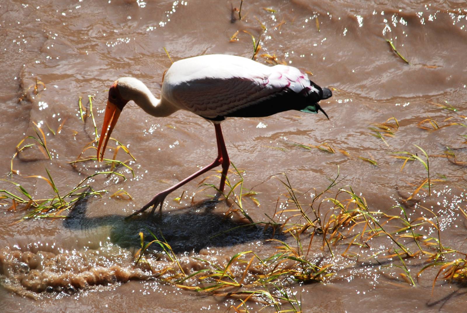 Yellow-billed Stork in Awash NP, 12/10/14