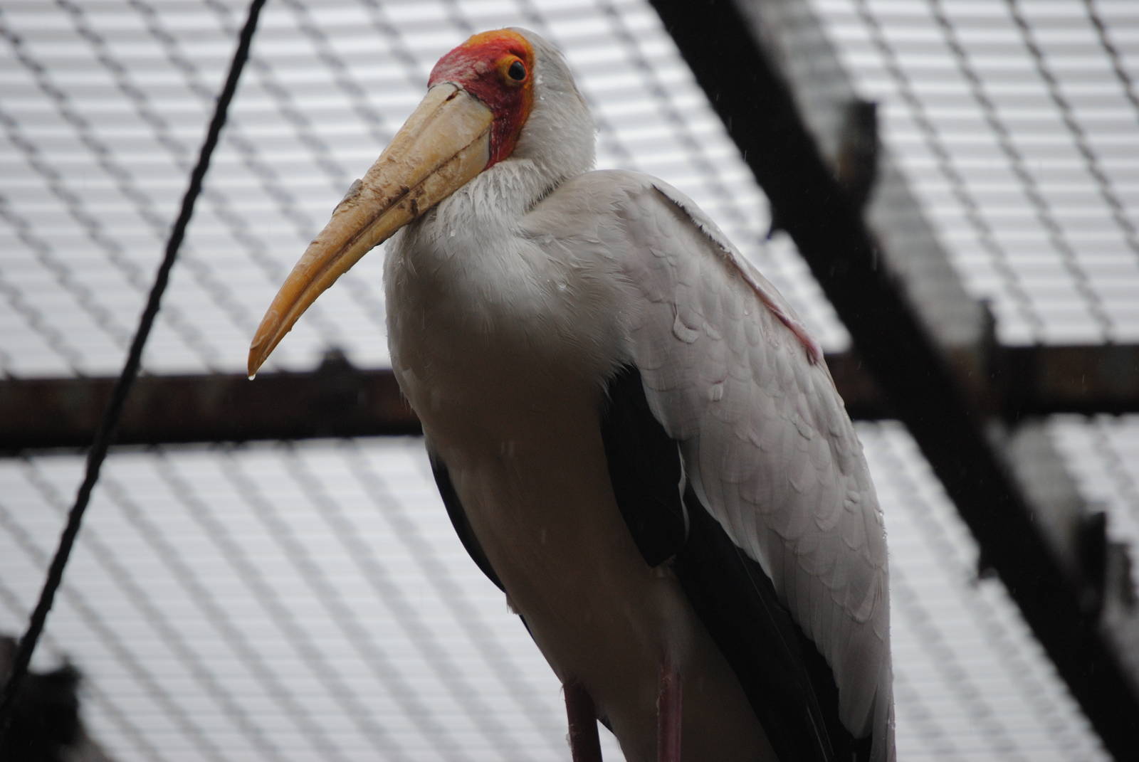Yellow billed Stork in the rain
