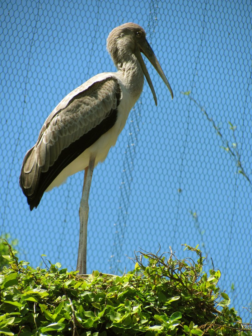 Yellow-Billed Stork Juvenile