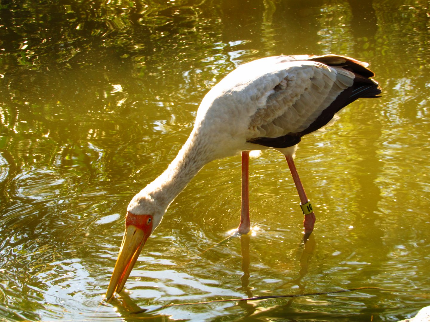 Yellow-Billed Stork Juvenile