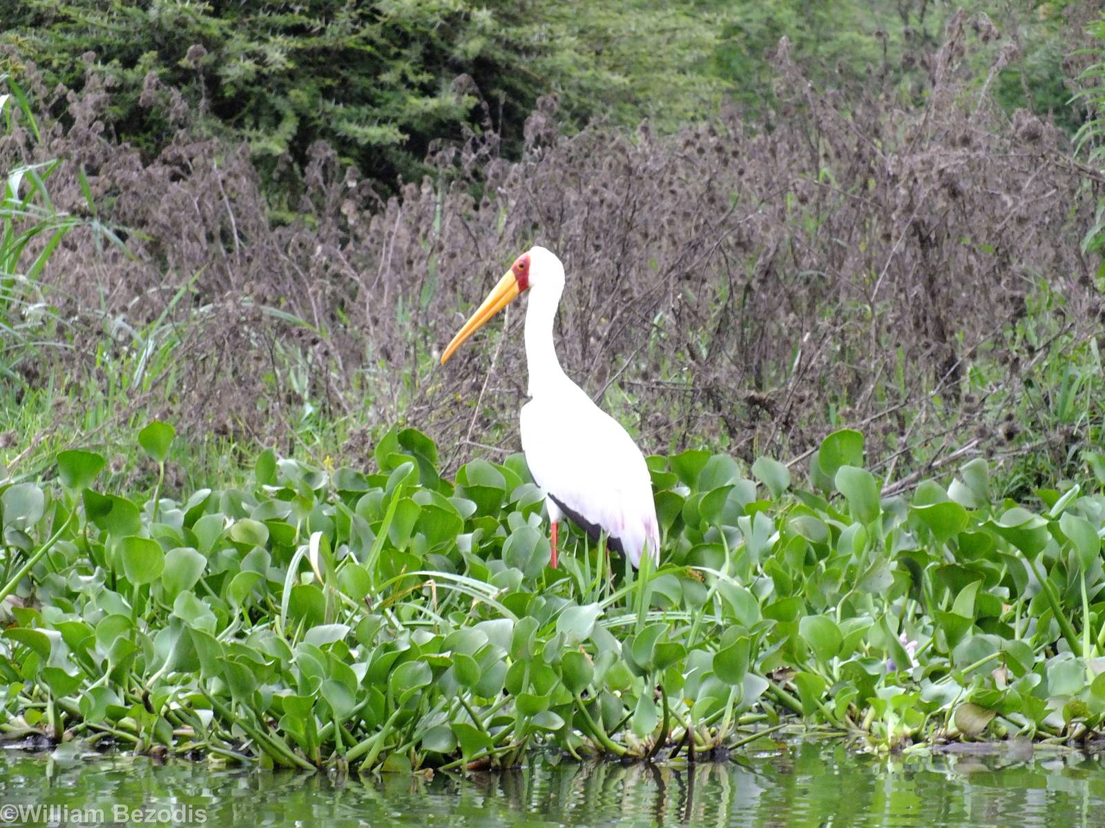 Yellow-billed Stork - Lake Naivasha