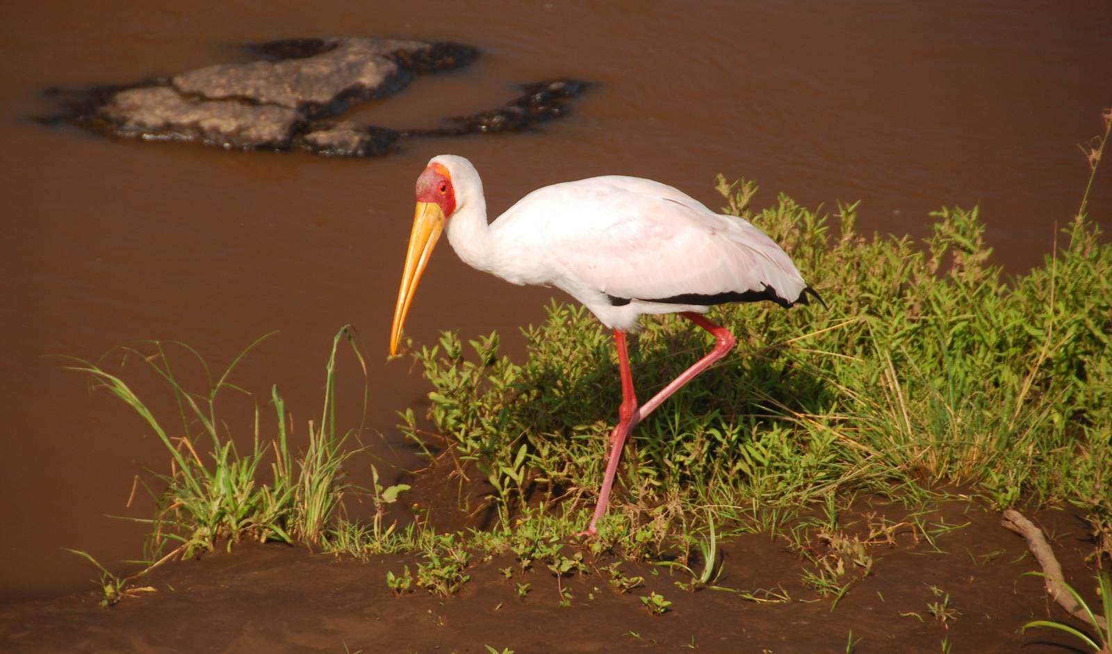Yellow-Billed Stork - Masai Mara NR