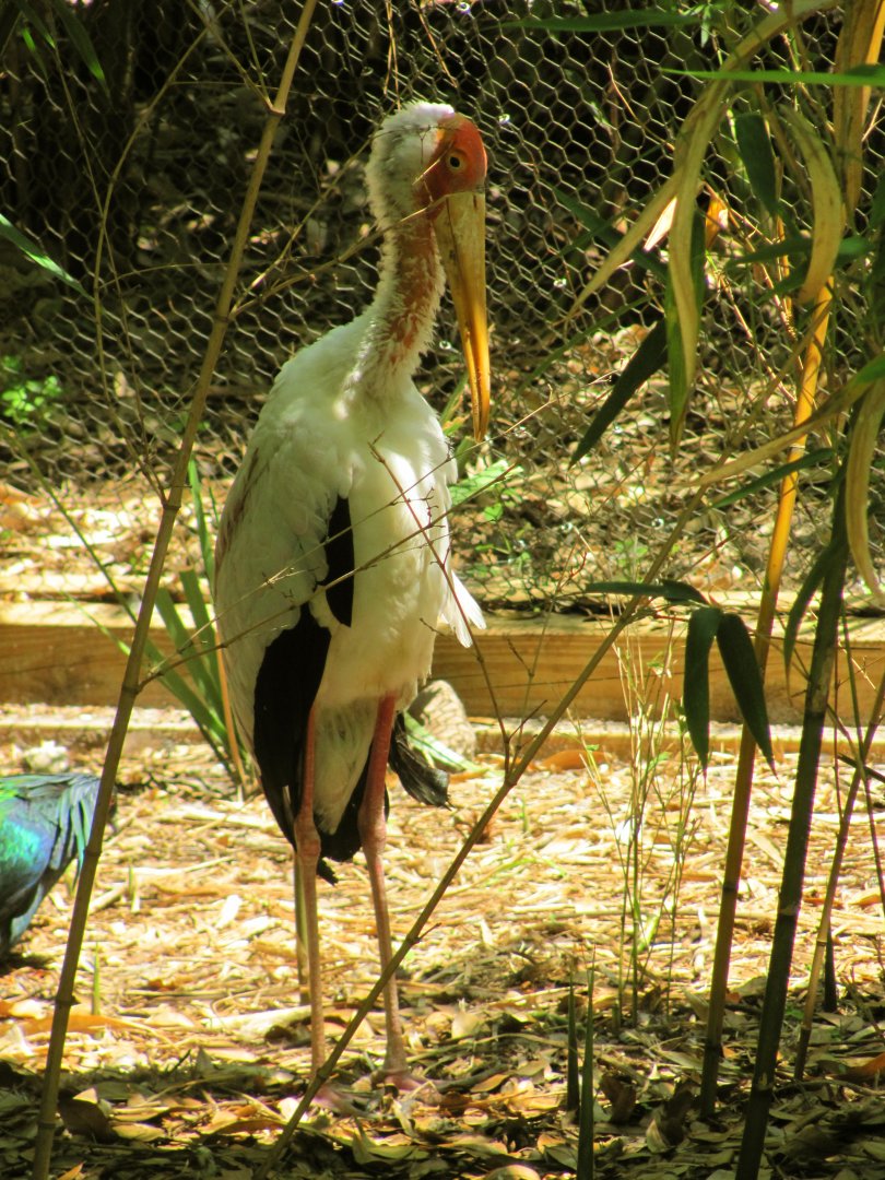 Yellow-Billed Stork Missing Neck Feathers