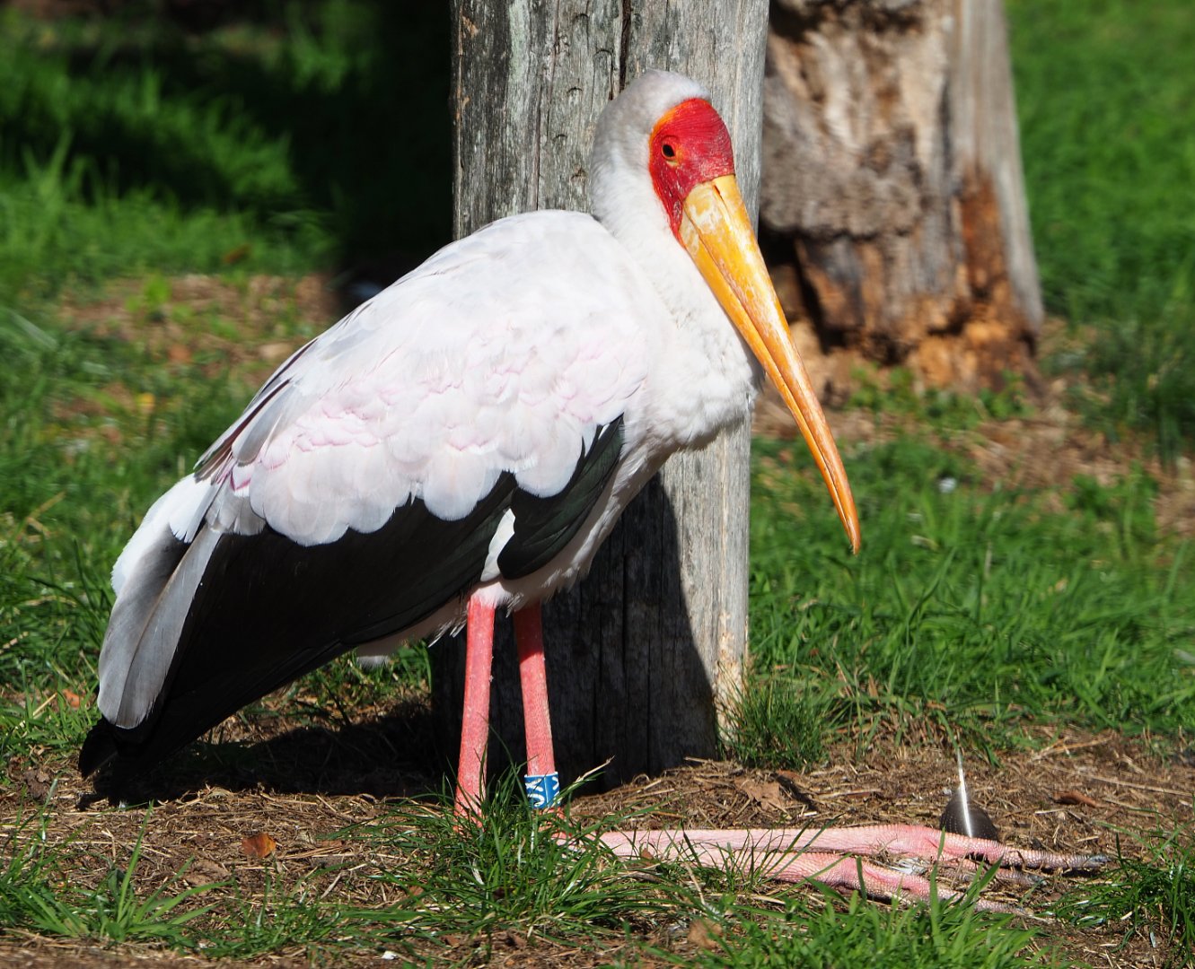 Yellow-billed stork (Mycteria ibis), 2019-09-15