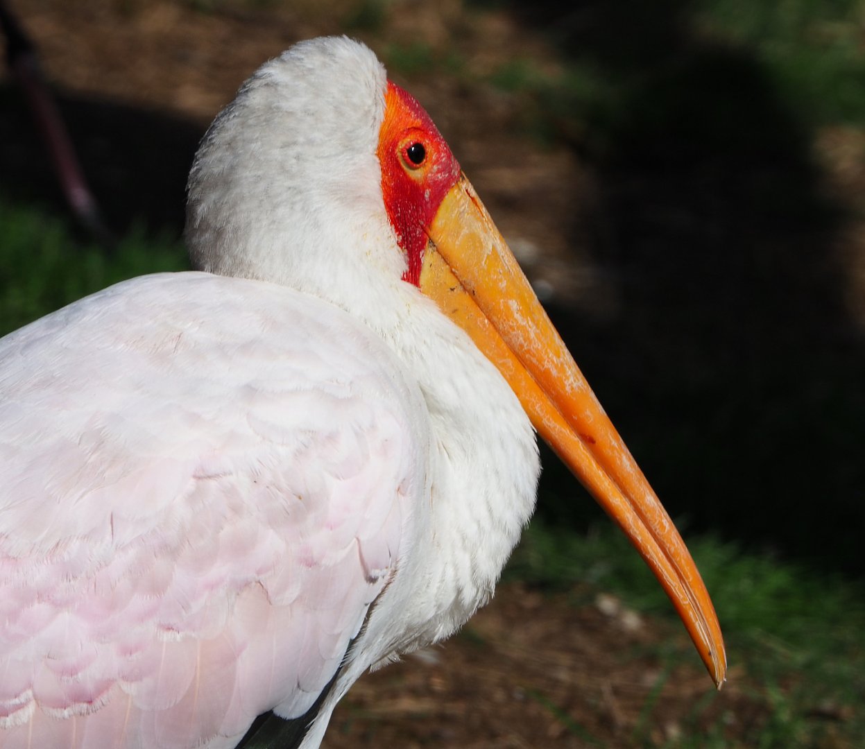 Yellow-billed stork (Mycteria ibis), 2019-09-15