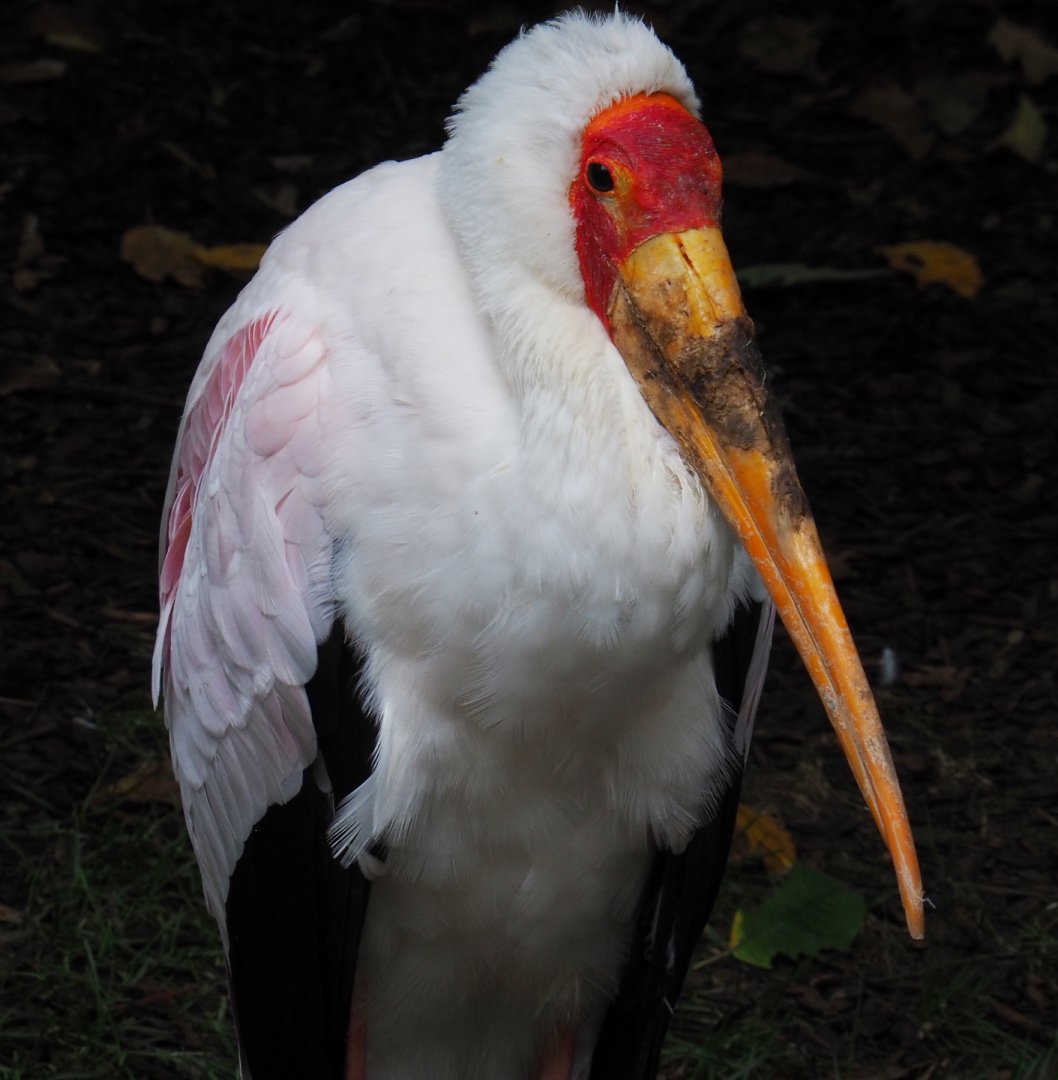 Yellow-billed stork (Mycteria ibis), 2019-10-05