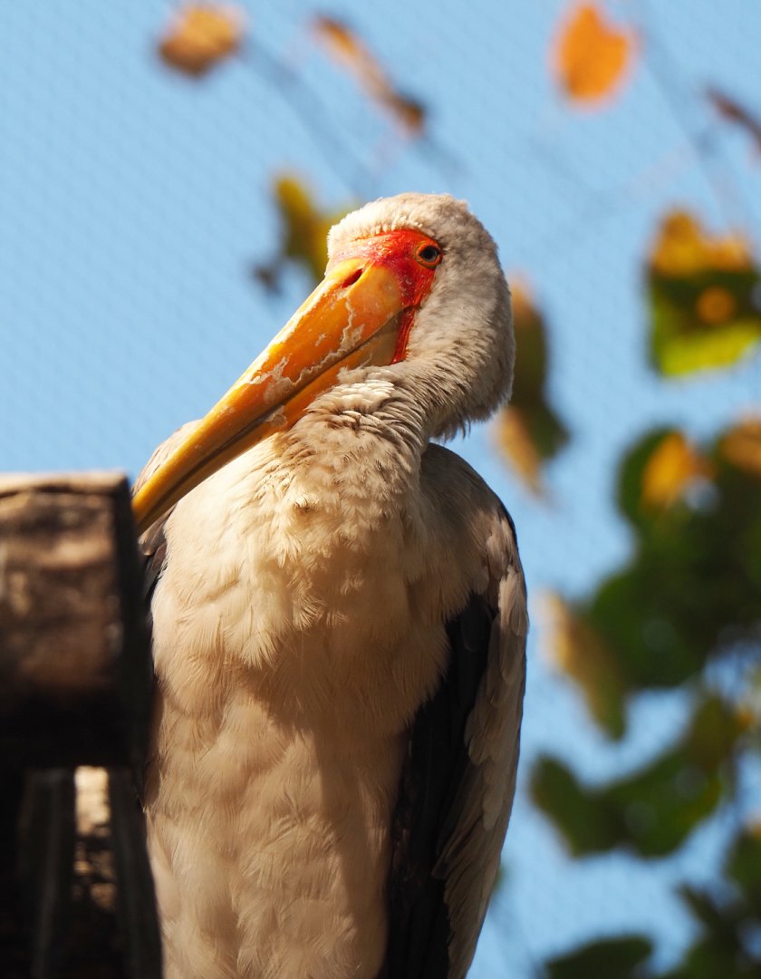 Yellow-billed stork (Mycteria ibis), 2020-09-20