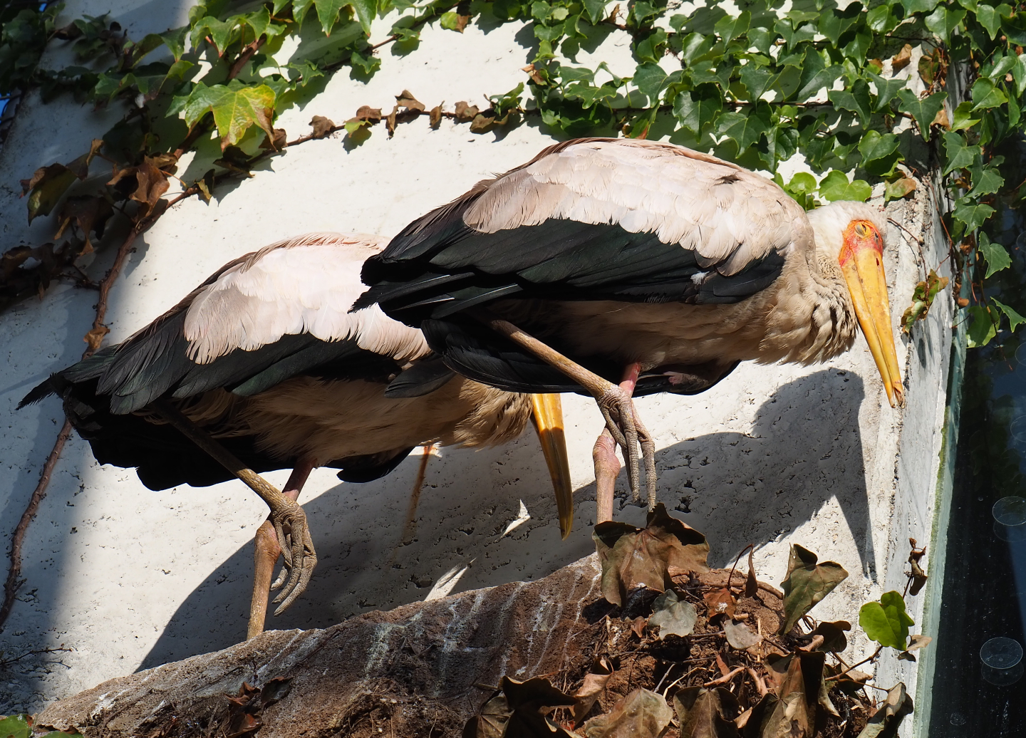 Yellow-billed stork (Mycteria ibis), 2020-09-20